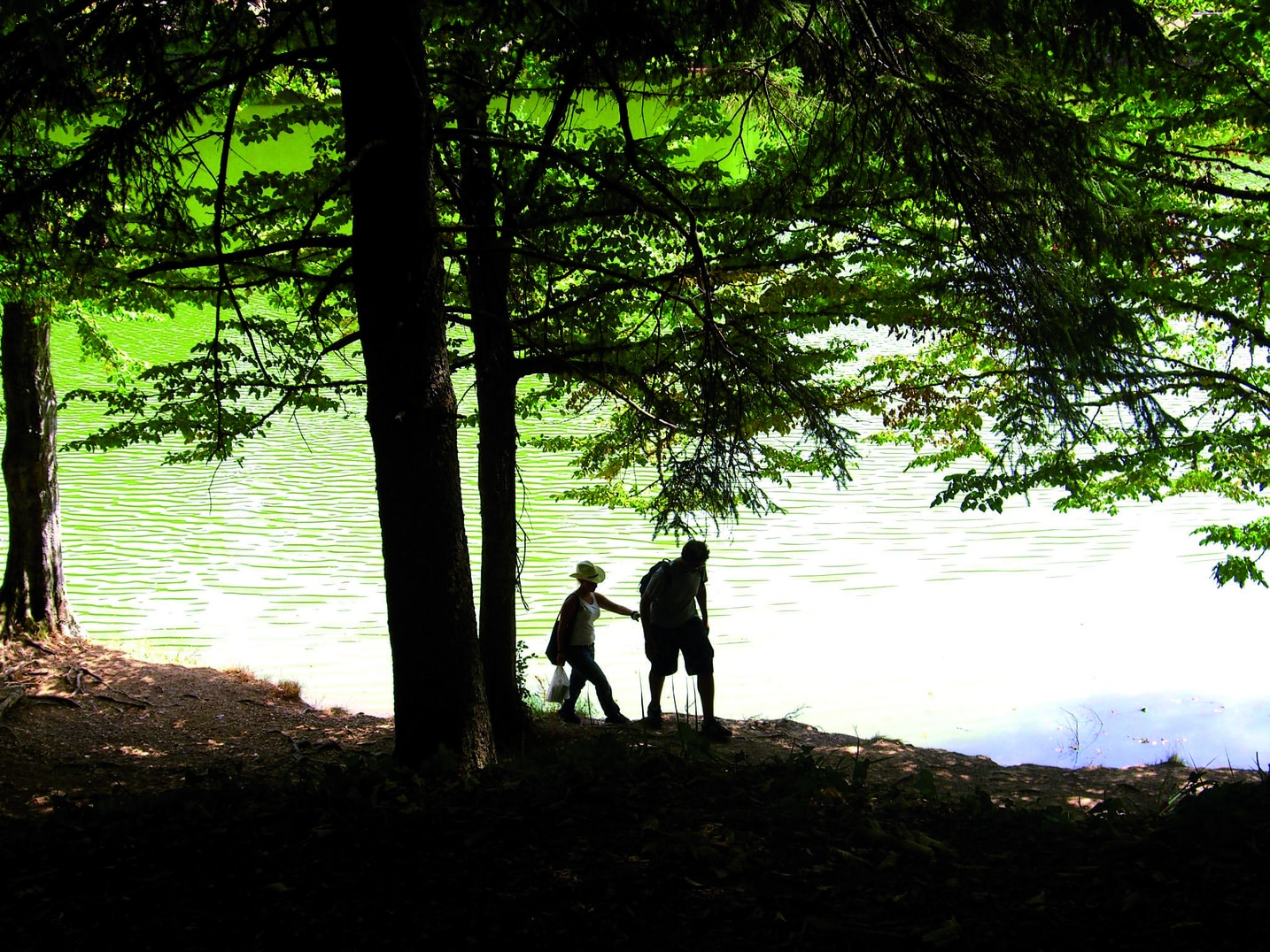 Foresta umbra