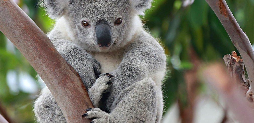 koala