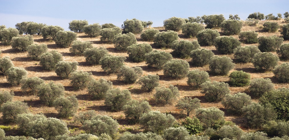 Oliveti a Rosignano Marittimo_ph. Aurelio Candido