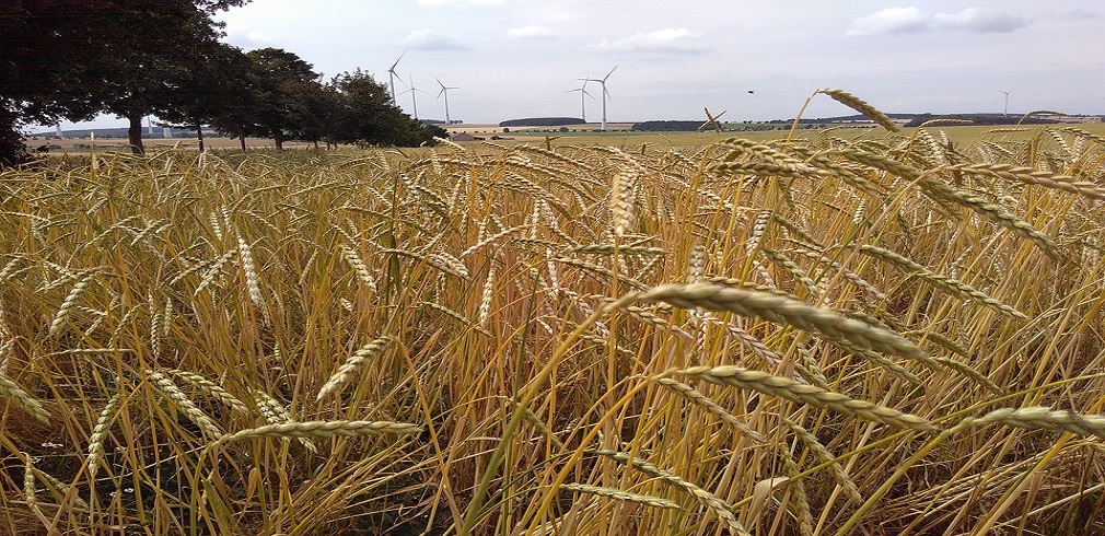 Campo di grano biologico