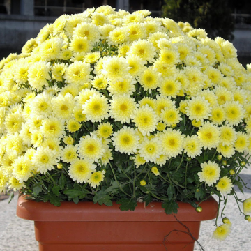 Vaso di crisantemi