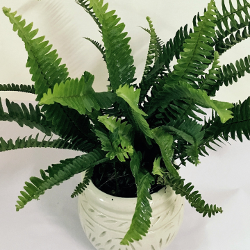 pianta di Nephrolepis exaltata “Bostoniensis”