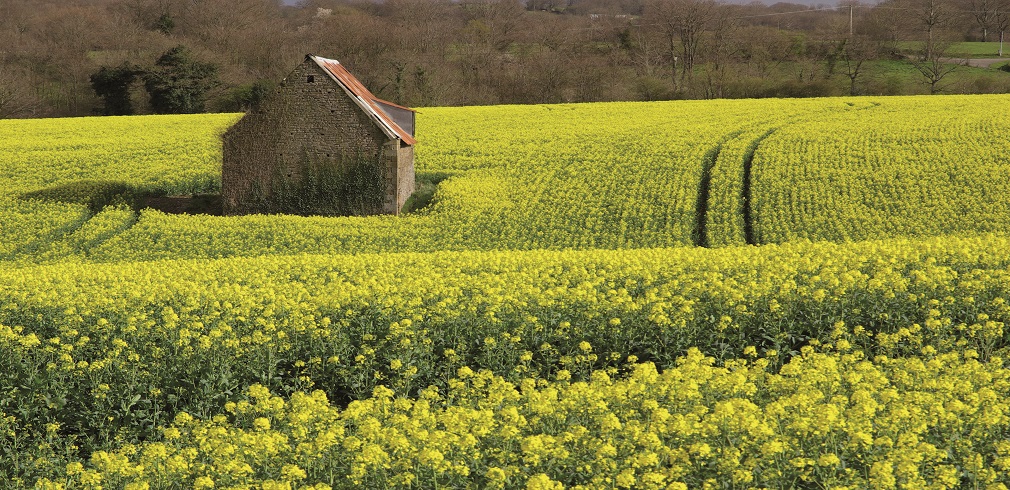 campo di colza