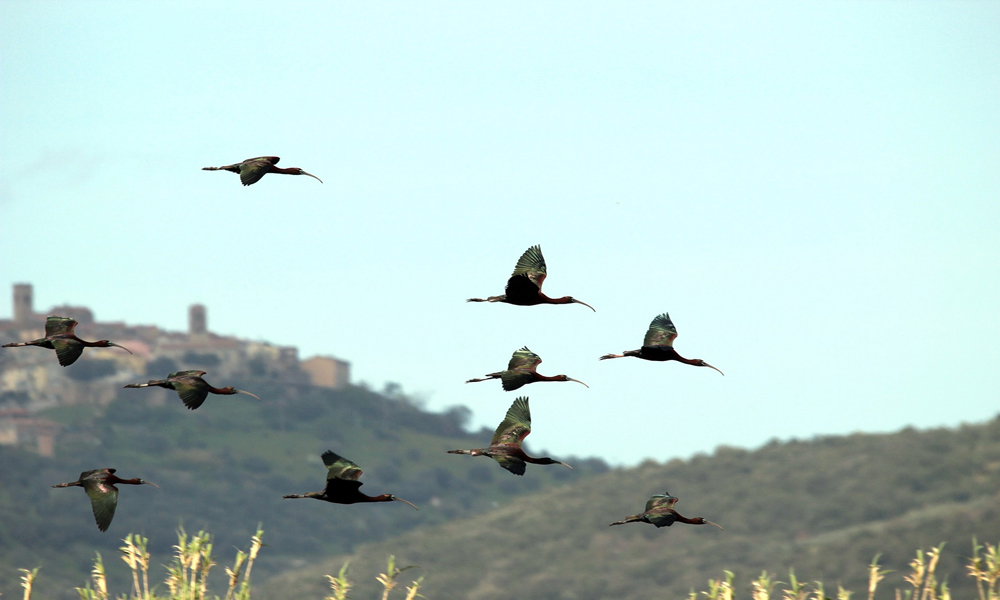 bird maremma