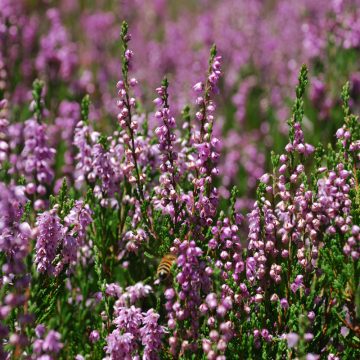 Fioriture primaverili: Conifere, azalee, dalie, ortensie ma soprattutto rododendri compongono un caleidoscopio di fiori, profumi, colori e sfumature tutto da vivere fra maggio e giugno.