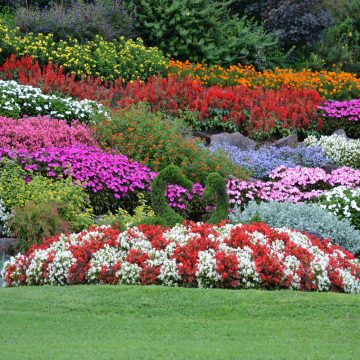 Fioriture primaverili: le camelie sbocciano sulle rive del lago di Como e sono la peculiarità di questo eccezionale giardino che a primavera profuma anche di azalee.
