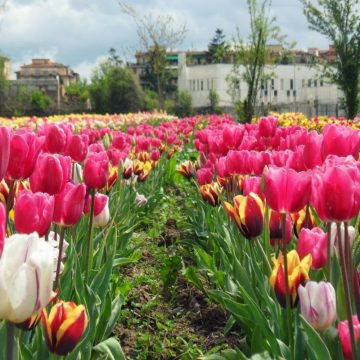 Fioriture primaverili: Parco dei tulipani, Scandicci (Firenze)