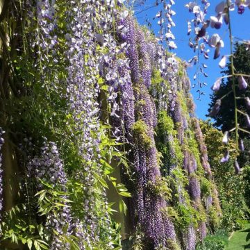 Fioriture primaverili, il paradiso dei glicini - Villa Della Pergola, Alassio (Savona).