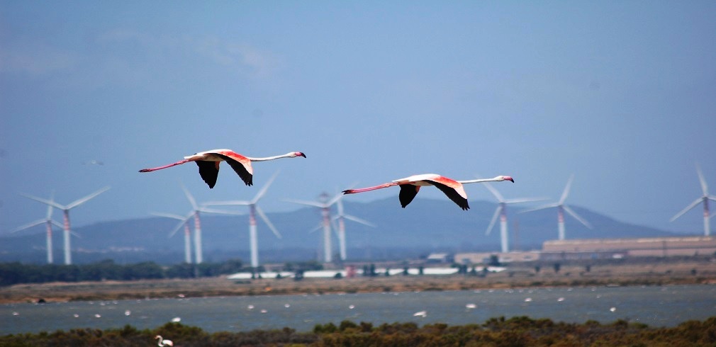 parchi-eolici-fenicoletteri-in-volo