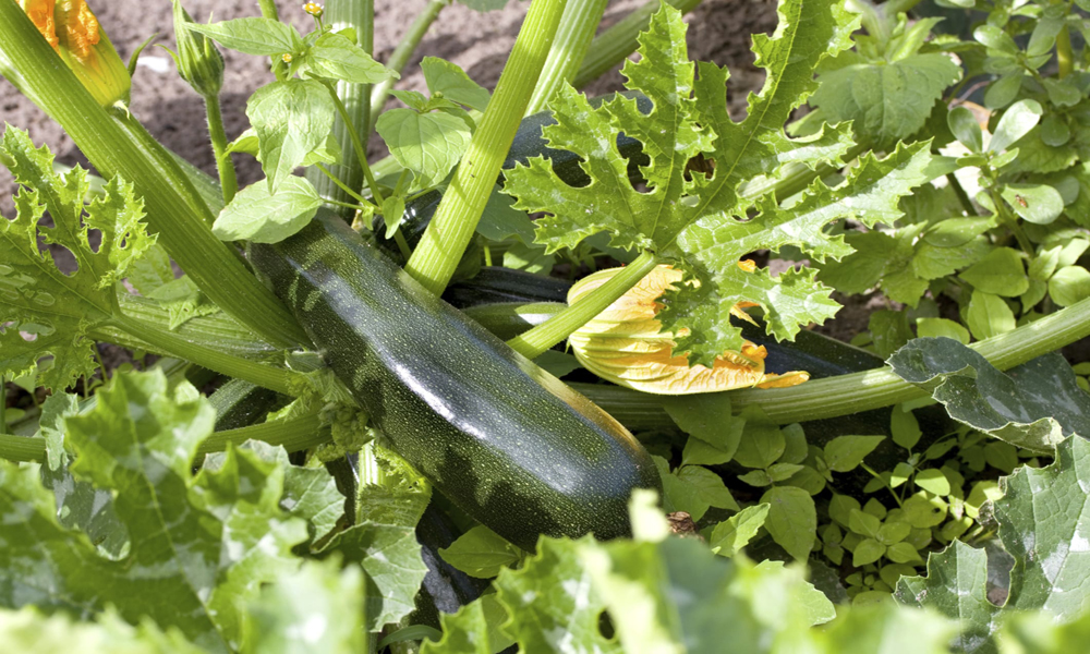 vaso-zucchine