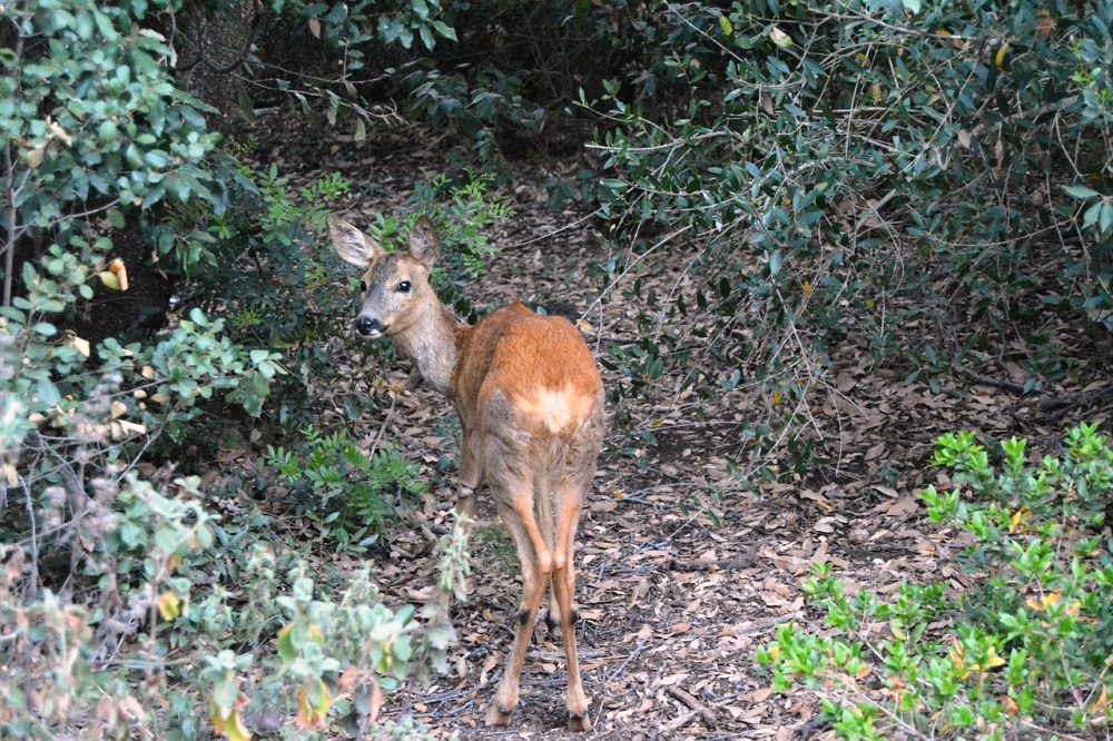 Parco dell'Aspromonte (Reggio Calabria)