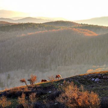 10 - Il silenzio del bosco