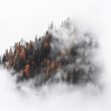 2 - Il bosco incantato