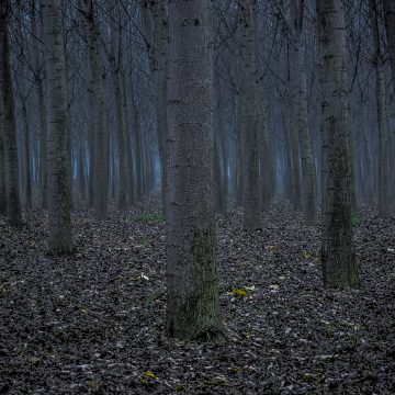 6 - FOG
