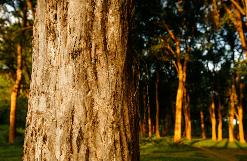 forestazione