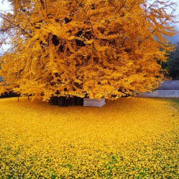 gingko