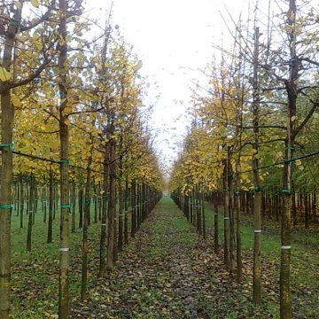 olmo-campestre