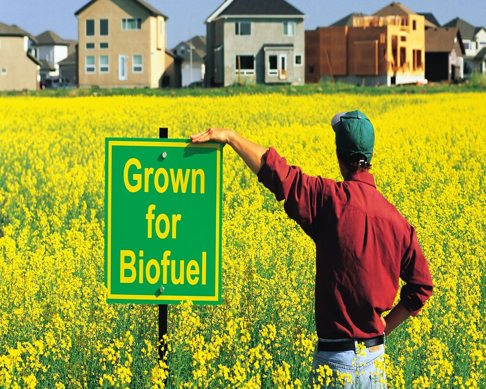 biocarburanti-campo