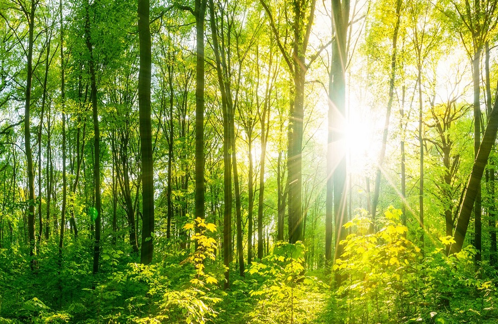foresta