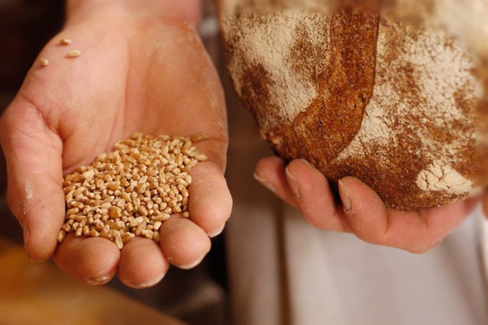 slow food_Canada_Red Fife Wheat_Slow Food Archive-X2