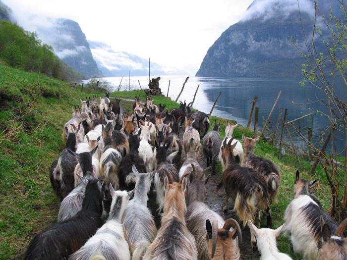 slow food_Norway_Artisanal geitost_Slow Food Archive-X3
