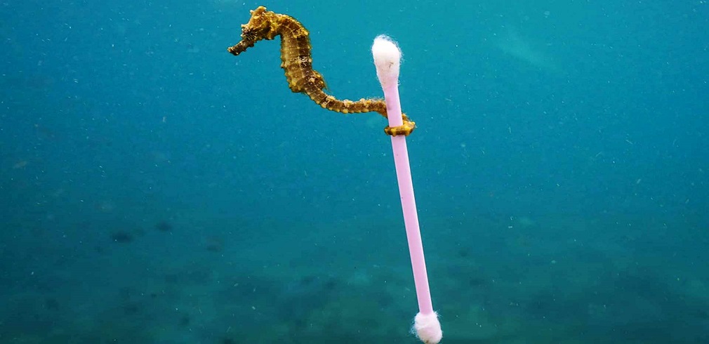 cotton-fioc-mare