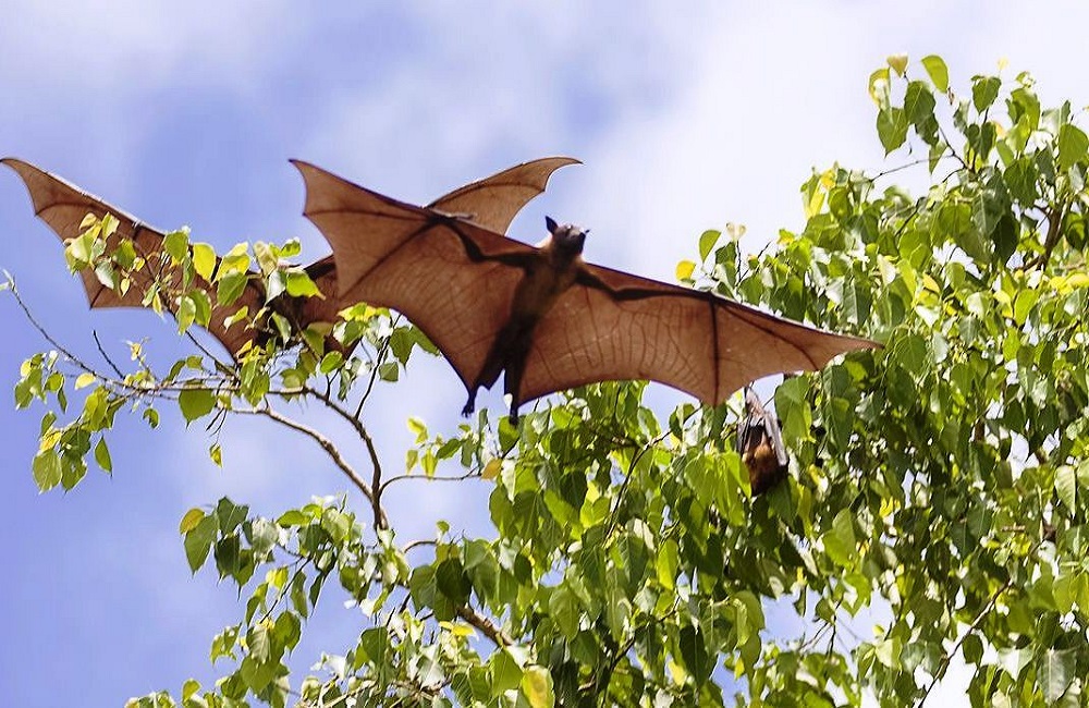 pipistrelli