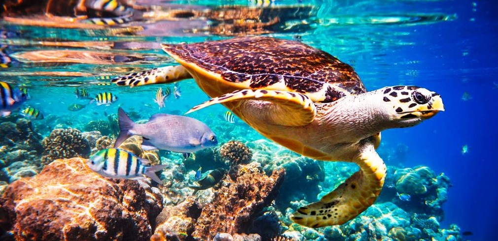 ipbes cover tartaruga