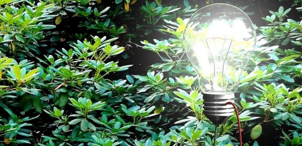 piante-lampadina